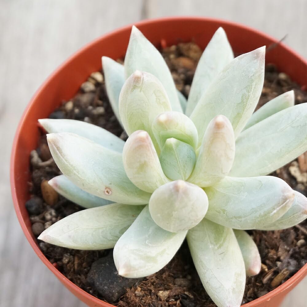 多肉植物 千代田の松 抜き苗 2苗 ロンギフォリウム 【公式通販】