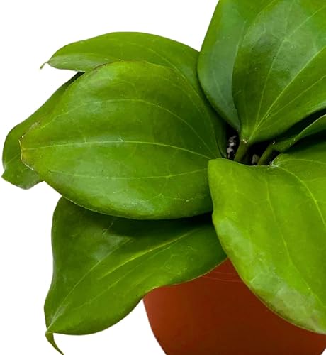 Miniatura 6 de BubbleBlooms Hoya Quinquenervia 4 pulgadas