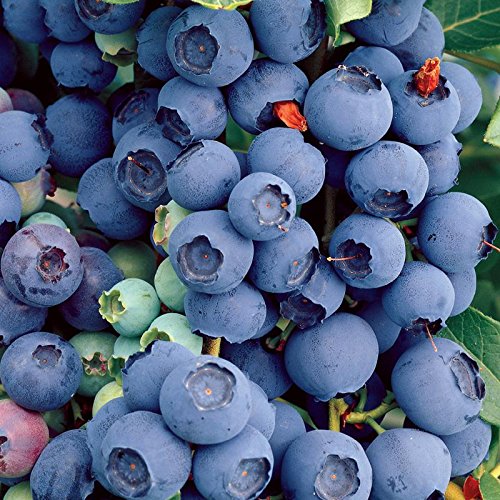 1 x Blueberry Bluecrop Plant - Vaccinium 9cm Pot Ready to Plant