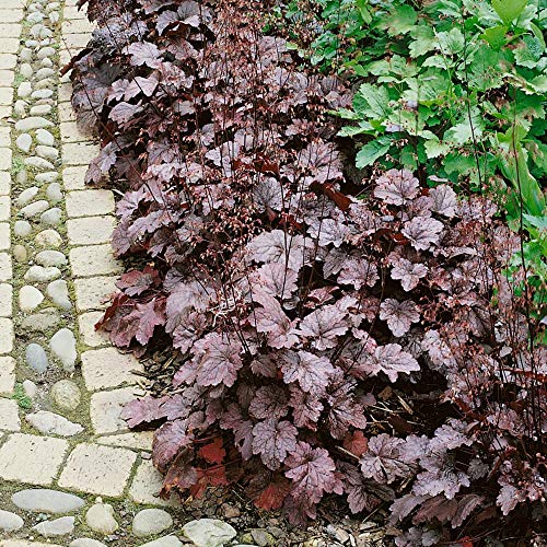 Outsidepride Perennial Coral Bells Heuchera Palace Purple Garden Flower & Foliage Plant - 2000 Seeds #TOP3
