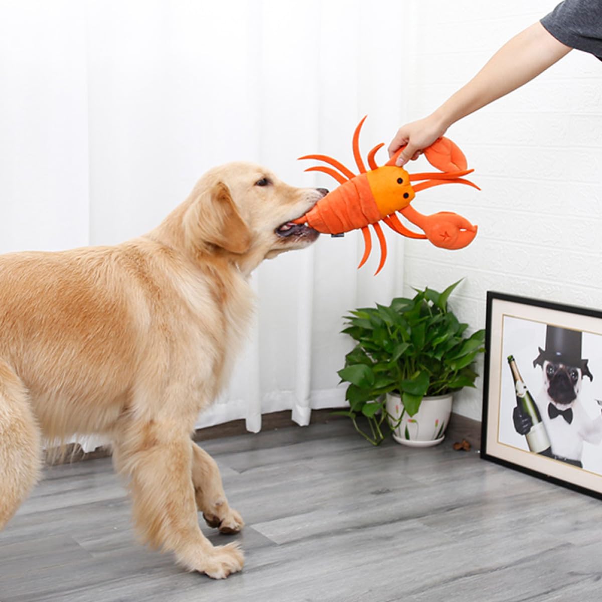Kisangel 2stücke Pet Dog Molar Toy Cartoon Lobster Kauspielzeug Für Hunde Multifunktionales Futter Und Trainingsspielzeug Zur Langsamen Fütterung Und Stimulation Der Sinne
