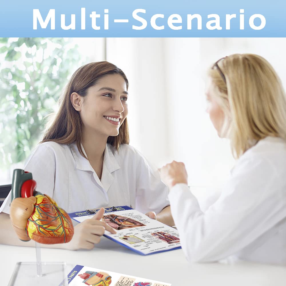 Modello di cuore umano per anatomia - Modello di cuore medico a grandezza naturale in 2 parti