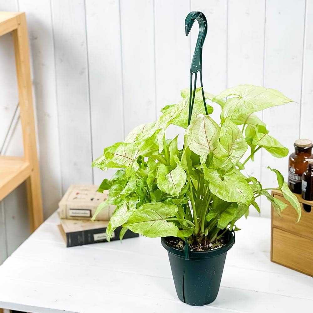 その他観葉植物 hapiAnthurium subsignatum その他観葉植物 その他観葉植物 hapiAnthurium subsignatum その他観葉植物