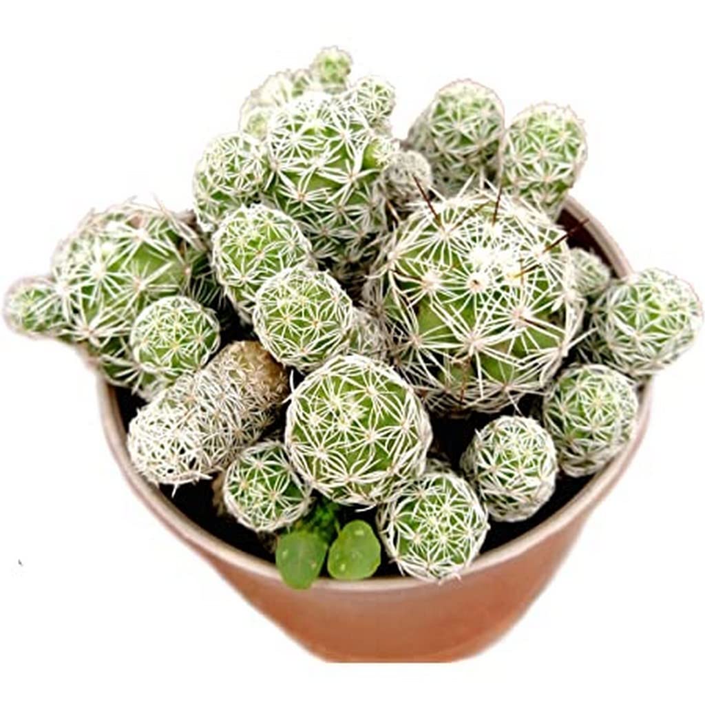 OhhSome Indoor Plant Oxygen Thimble Cactus Mammillaria Vetula - Cactus Mix Exotic Family For Office Desk (Healthy Live Plant) (B09L8GLYCX) Amazon Price History, Amazon Price Tracker