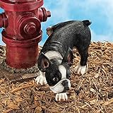 Design Toscano Lifting a Leg Naughty Boston Terrier Dog Statue