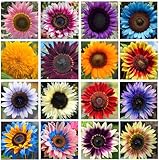 Giant Sunflower Seeds Mix (200+ Seeds) – Red, Purple, Pink Heirloom Varieties for a Vibrant Butterfly Garden