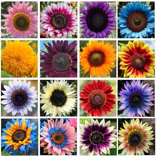 Giant Sunflower Seeds Mix (200+ Seeds) – Red, Purple, Pink Heirloom Varieties for a Vibrant Butterfly Garden