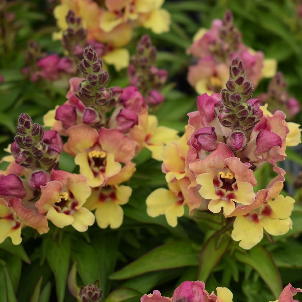 Snapdragon 'Dazzling Lips Yellow Eye'. Plug Plant x 4. Antirrhinum. Yellow & red bi-Colour Bedding Flowers. Available from Bedwen Plants