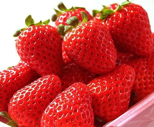 [2027年先行予約]紀州和歌山いちご「まりひめ」約250g×4P [UT39]