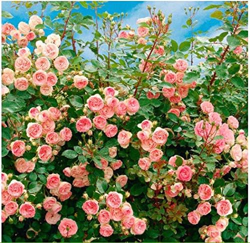 Seed House-KOUYE 50pcs Climbing Rose Seeds Hardy Perennial Flower Seeds Rambler Roses bee-Friendly Flower Seeds for Garden Balcony Decor