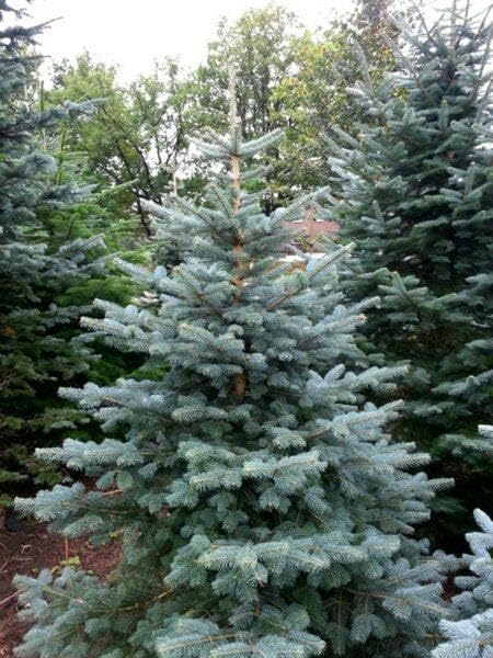 25 Colorado-Tanne 20–40 cm Abies concolor Kräftige Wurzelware...