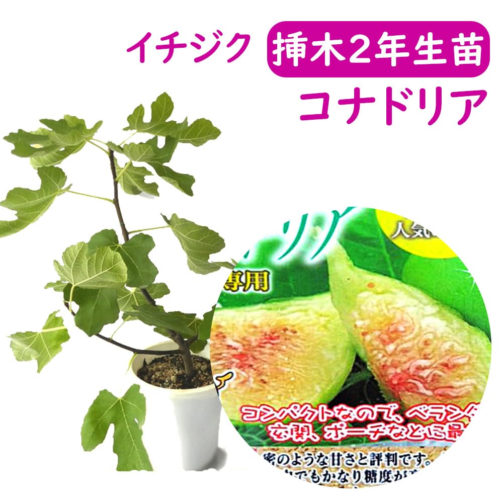 Amazon.co.jp: 【 選べる 】イチジク 無花果 苗 苗木 【 コナドリア