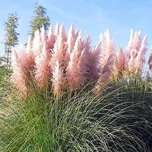 hairy cactus Hairy Roger Cactus
