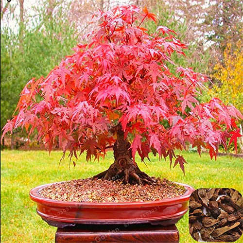 Zcbang 20+ Seeds Acer Palmatum Atropurpureum Seeds Real Red Ghost Maple Tree Bonsai Seeds #TOP18