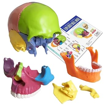 Wellden Anatomical Mini Exploded Beauchene Skull Model, 15-Part Didactic Colored, 1/2 Life Size