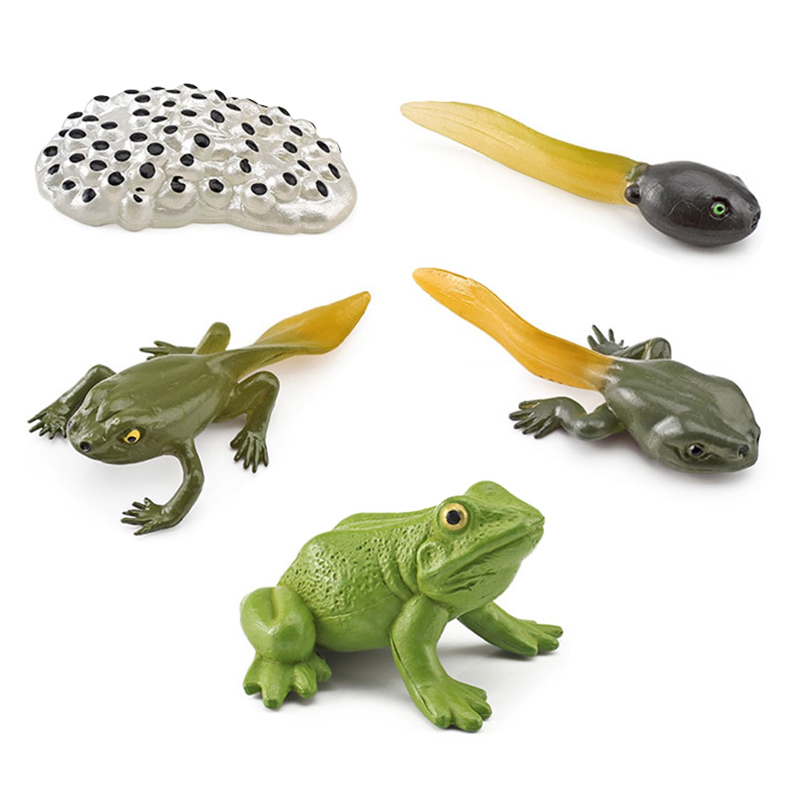 FILOEEX 5 Pcs Frog Life Cycle Figurines, Realistic Tadpole to Frog Model Set, PVC Animal Growth Stages Toy, Educational Science Kit for Kids, Home School Teaching Aids