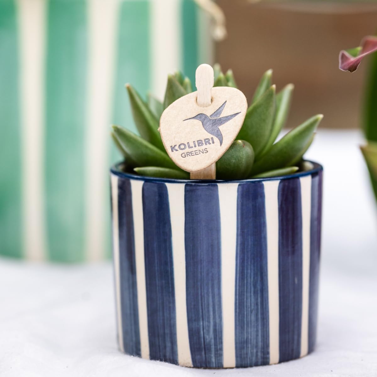 Set di piante mediterranee Sunset – Bianco Phalaenopsis Orchidea Losanna e Piante Grasse incl. vasi in ceramica