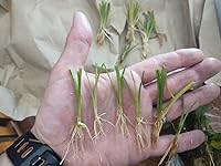 Review Image by T.N. Wilbanks T.N. Wilbanks