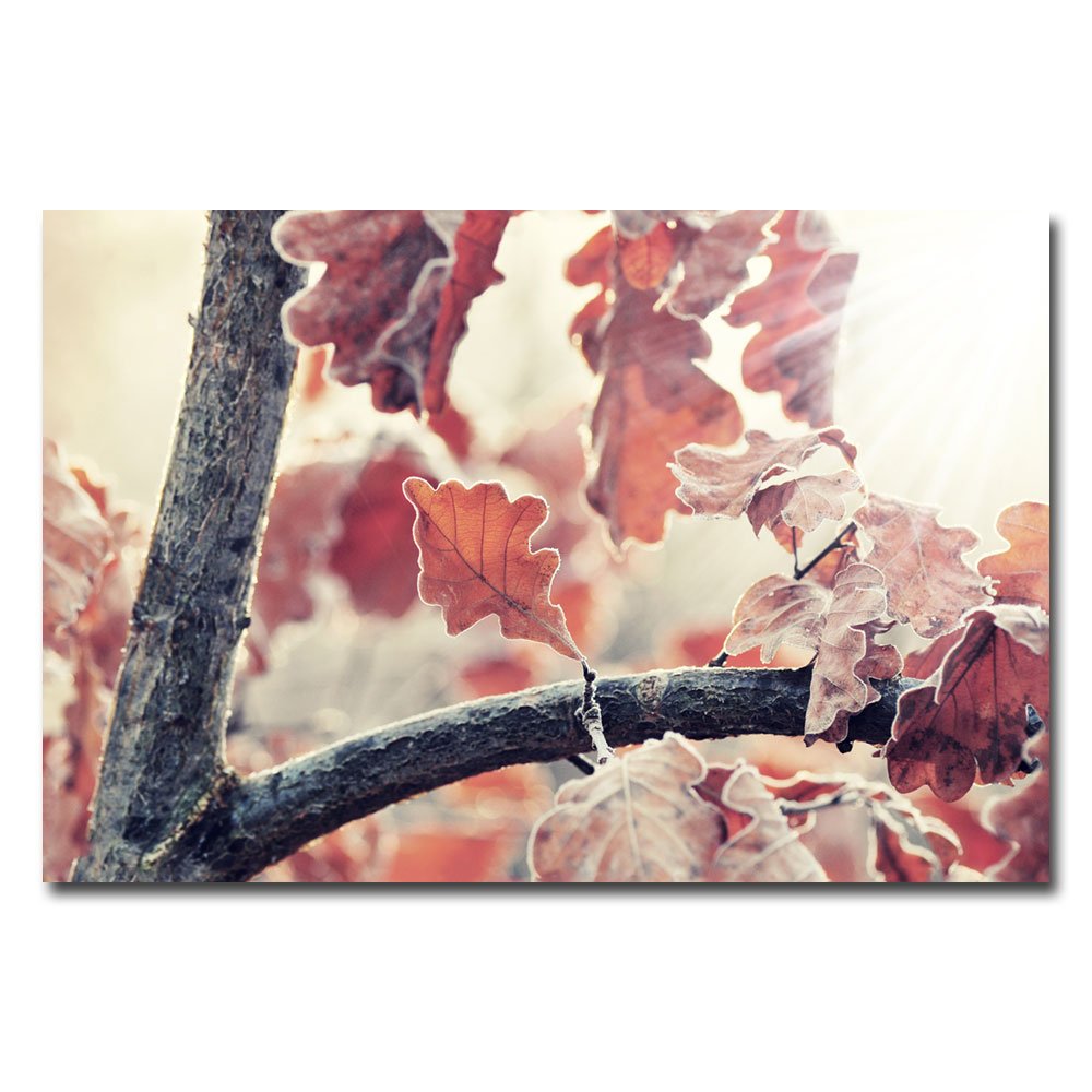 Chene and Light by Philippe Sainte-Laudy, 16X24-Inch Canvas Wall Art