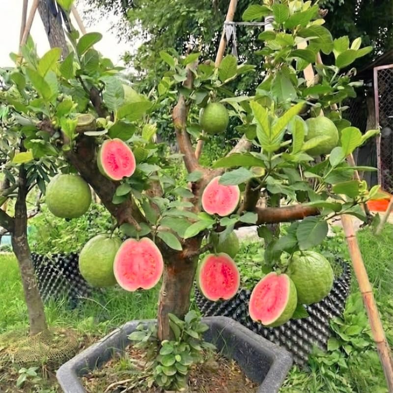 Grafted Ruby Guava Tree Live Plant for Outdoor Planting, 3-4 Feet Tall, Ready to Bear Fruit, Zones 9-11, Hardy Tropical Guava Plant