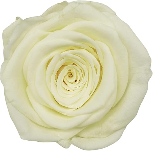 Vista 29 de Cabeza de rosa preservada de grado A de 5 a 2.4 in, cabeza de rosa real, cabeza de rosa eterna, cabeza de rosa natural, cabezas de rosa que duran