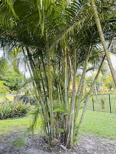 FIVE Outdoor Live Plants- Starter Areca Palms - Grows to 20-30 ft in Height Indoor Outdoor Plant- Strong Young Small Plants