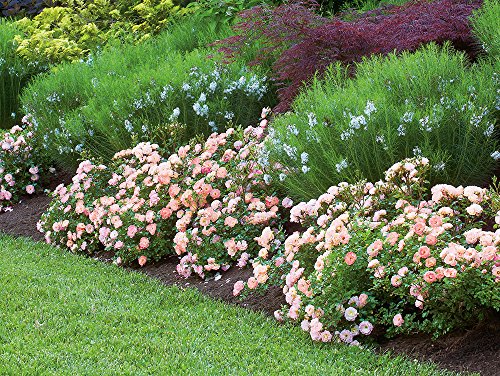 Peach Drift Rose - Image 3