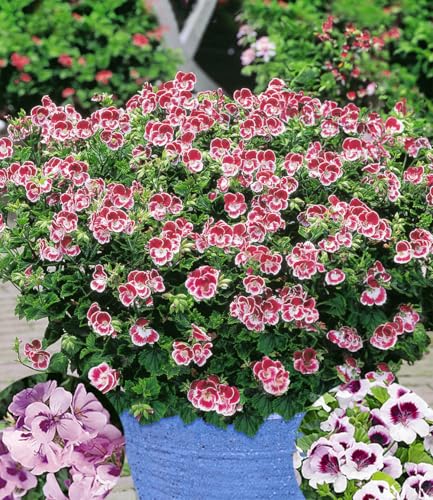 BALDUR Garten 3x Duft-Geranie 'Moskito-Schocker®', Pflanzen im 10,5 cm-Topf, zitronenartiges Aroma gegen Mücken & Wespen, ideal für Kübel & Balkonkästen, farbenfrohe Mischung