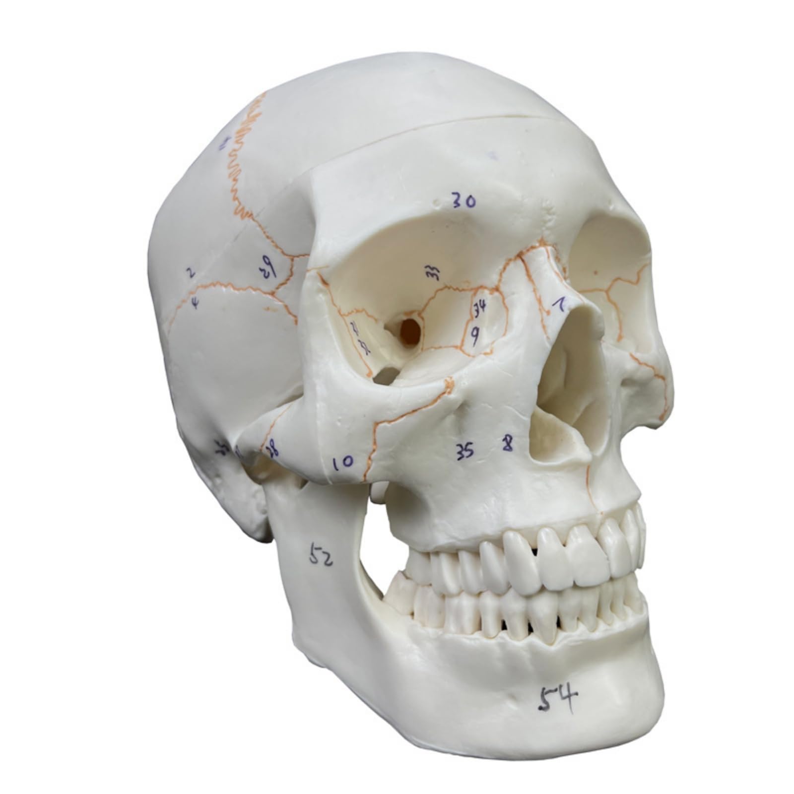 Testa Anatomica Umana Modello Cranico Modello Fisiologico Modello Didattico Modello Strutturale in PVC con Dettagli Ossei E Linee di Adatto a Studenti, style to 3