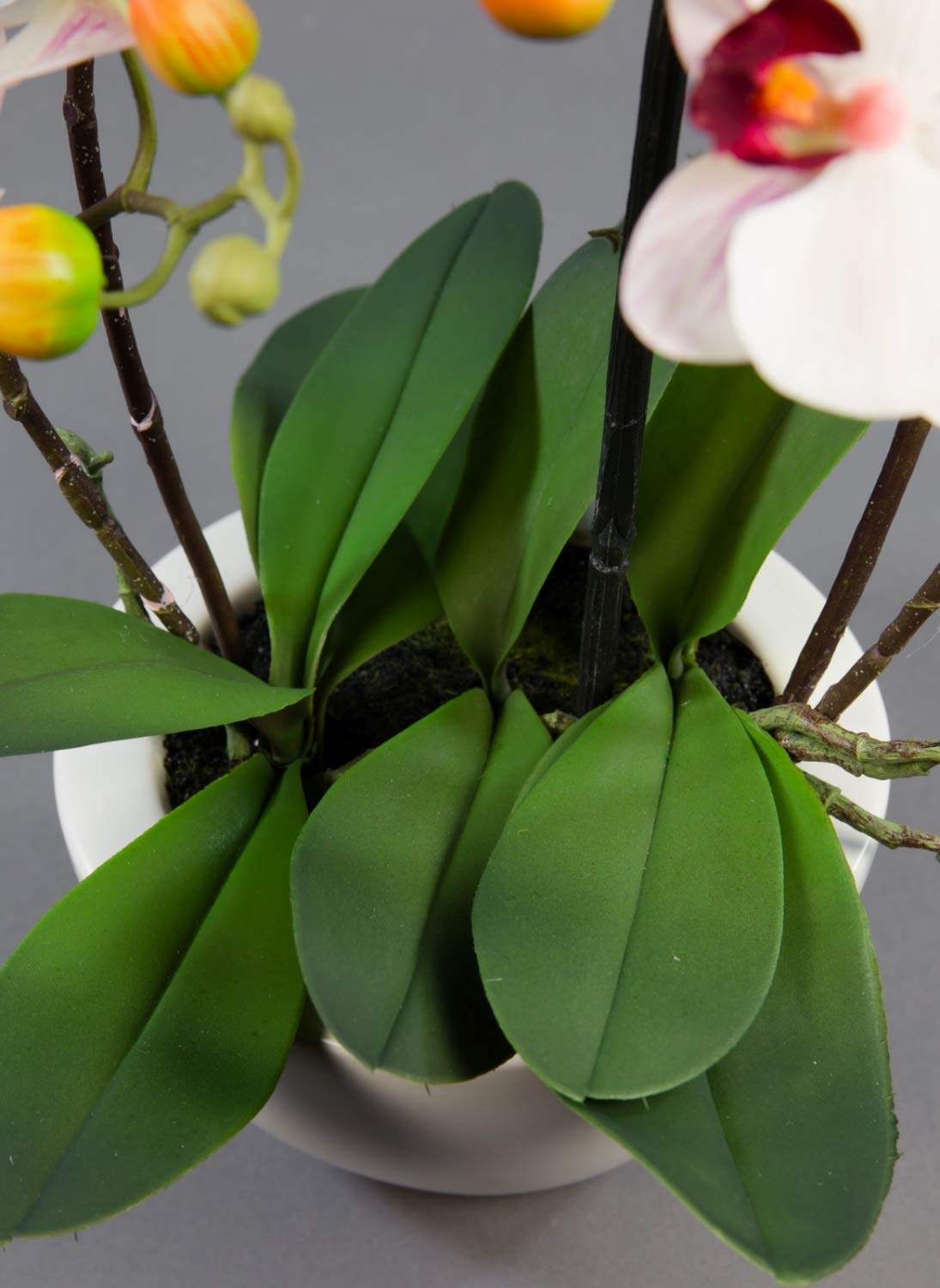 Seidenblumen Roß Orchidee Real Touch 58x28cm weiß-Bordeaux in weißer Keramikschale GA Kunstblumen Kunstpflanzen künstliche Phalaenopsis Blumen Pflanzen