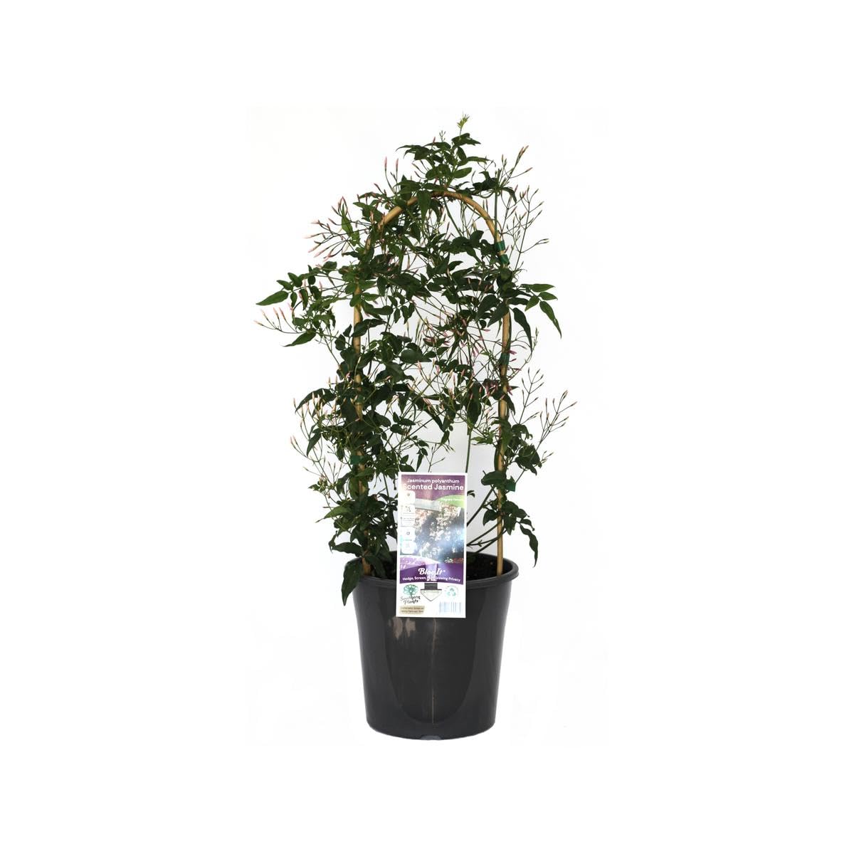 Jazmín Chino: Planta de Exterior Natural Aromática y Trepadora