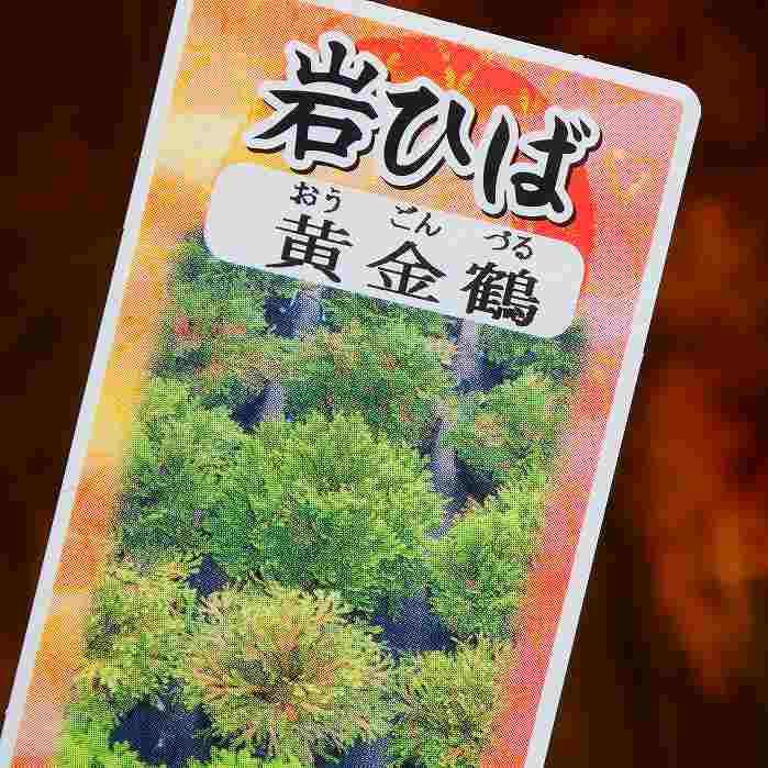 大品黄金ヒバ盆栽 大品黄金ヒバ盆栽