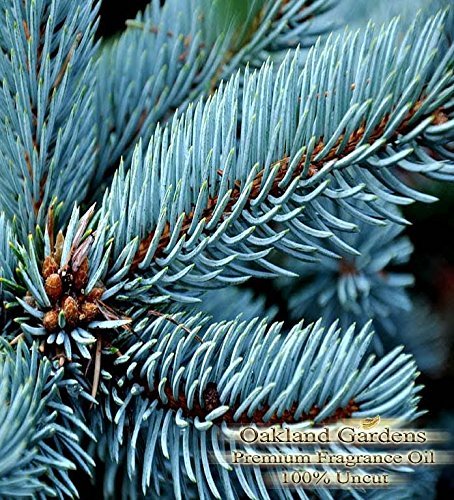 Blue Spruce Fragrance Oil & Essential Oil Blend - 100% Uncut - Sophisticated Blended with Pine and Cedarwood Essential Oils - Bulk Fragrance Oil by Oakland Gardens (060 mL - 2.0 fl oz Bottle)