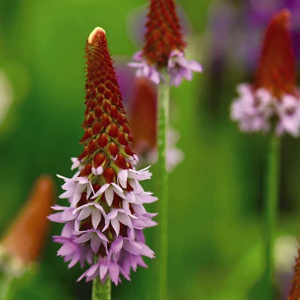 Primula ‘Vialii’ Unique Primula Hardy Perennial Flowers Spring Garden Plants Grow Your Own 5 x Plugs by Thompson and Morgan