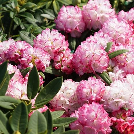 Amazon 西洋シャクナゲ ぼんぼり 6号鉢植え 庭木 常緑樹 低木 低木 観葉植物 オンライン通販