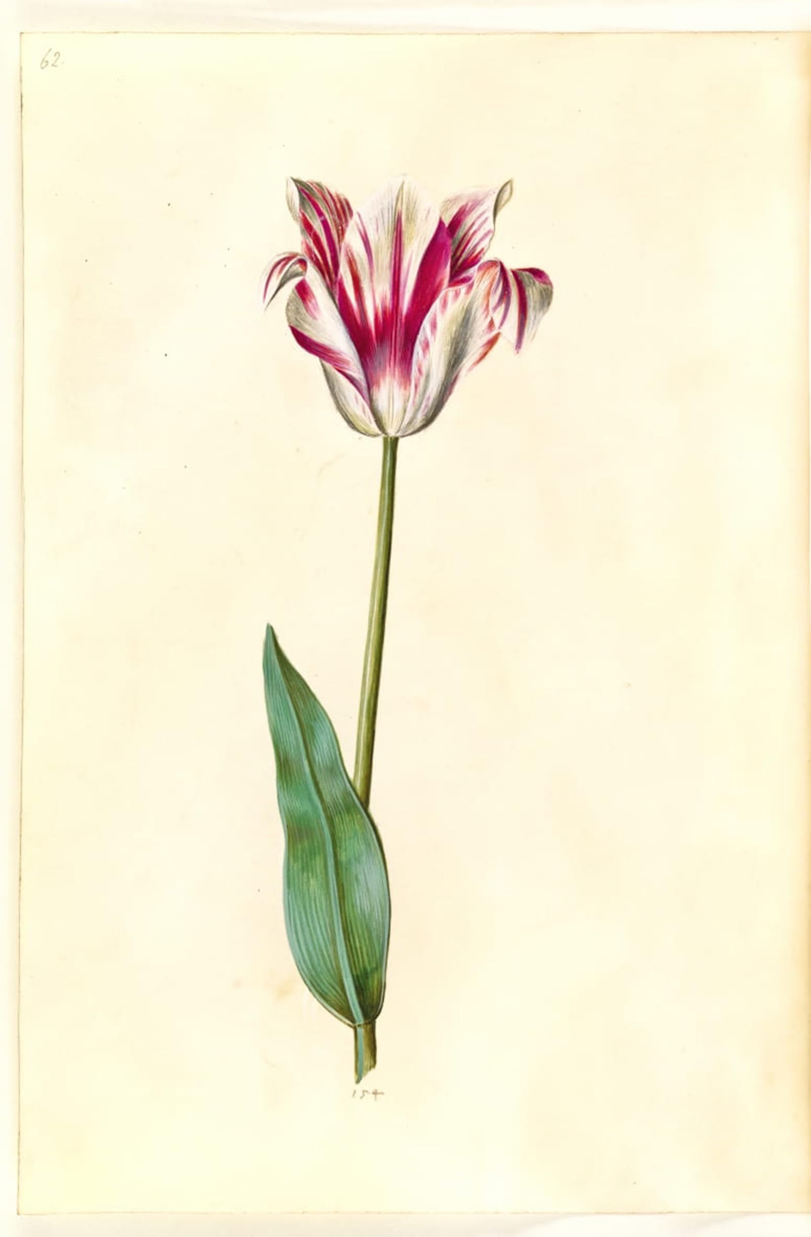 POSTERIIk Vintage Print Pop Art Landscape Artwork Tulipa Gesneriana by Hans Simon Holtzbecker Art Prints for Office Home Decor 60x90cm
