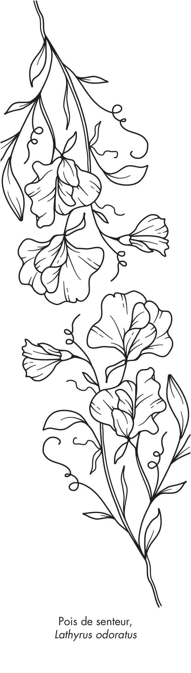 Botanica: 50 marque-pages à peindre ou à colorier