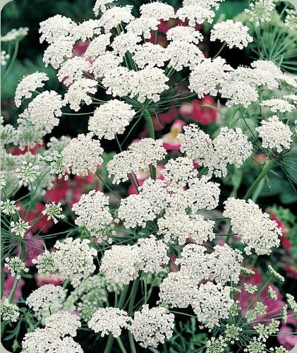 Non GMO Bulk Bishop's Flower Seeds Ammi majus (False Queen Anne's Lace) (25 lbs)