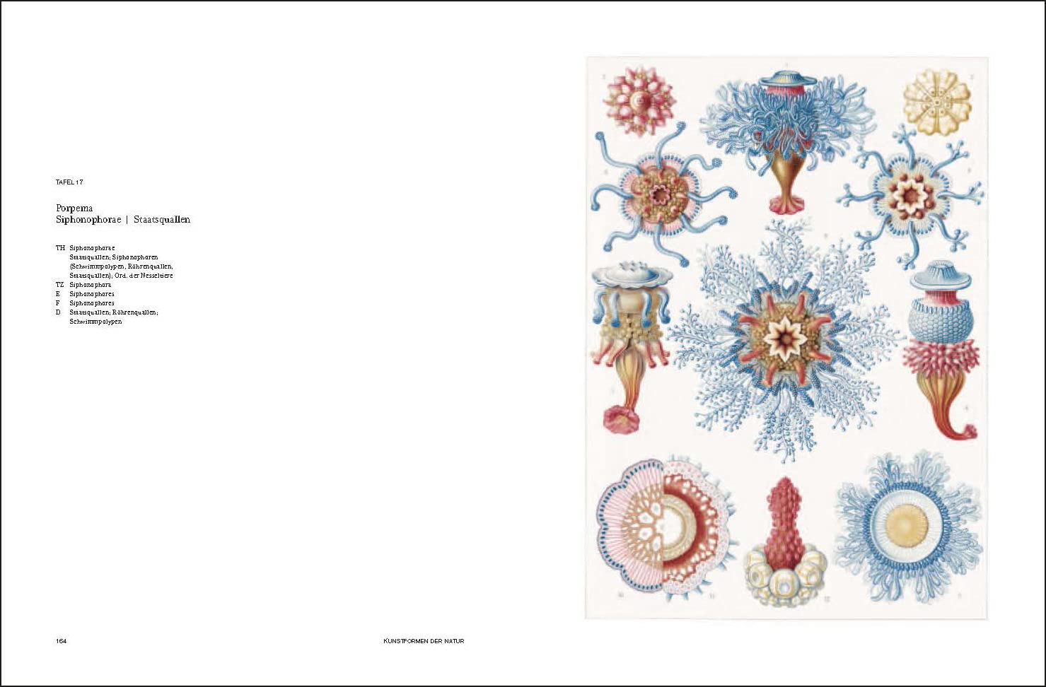 Ernst Haeckel: Kunstformen der Natur - Kunstformen aus dem Meer
