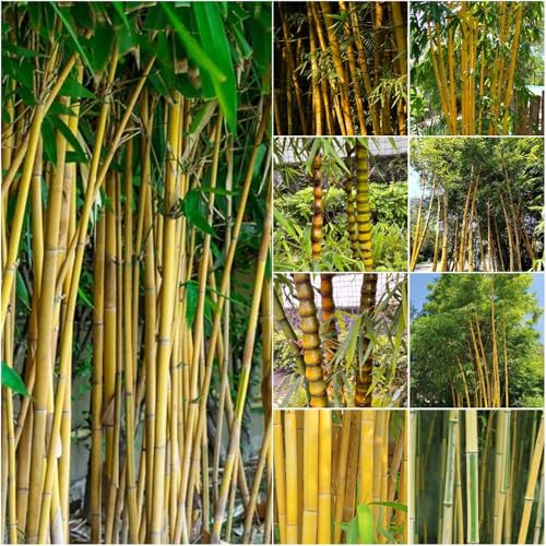 bambus - hochbeete für garten winterharte stauden mehrjährig bambuspflanze garten steingartenpflanzen winterhart 200samen