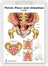 Blue Tree Publishing Pelvis Floor Anatomy and Urination Chart for physical therapists PT, Ocupational therapists OT Female Pelvis Model with Pelvic Floor Muscles Perineal Chart