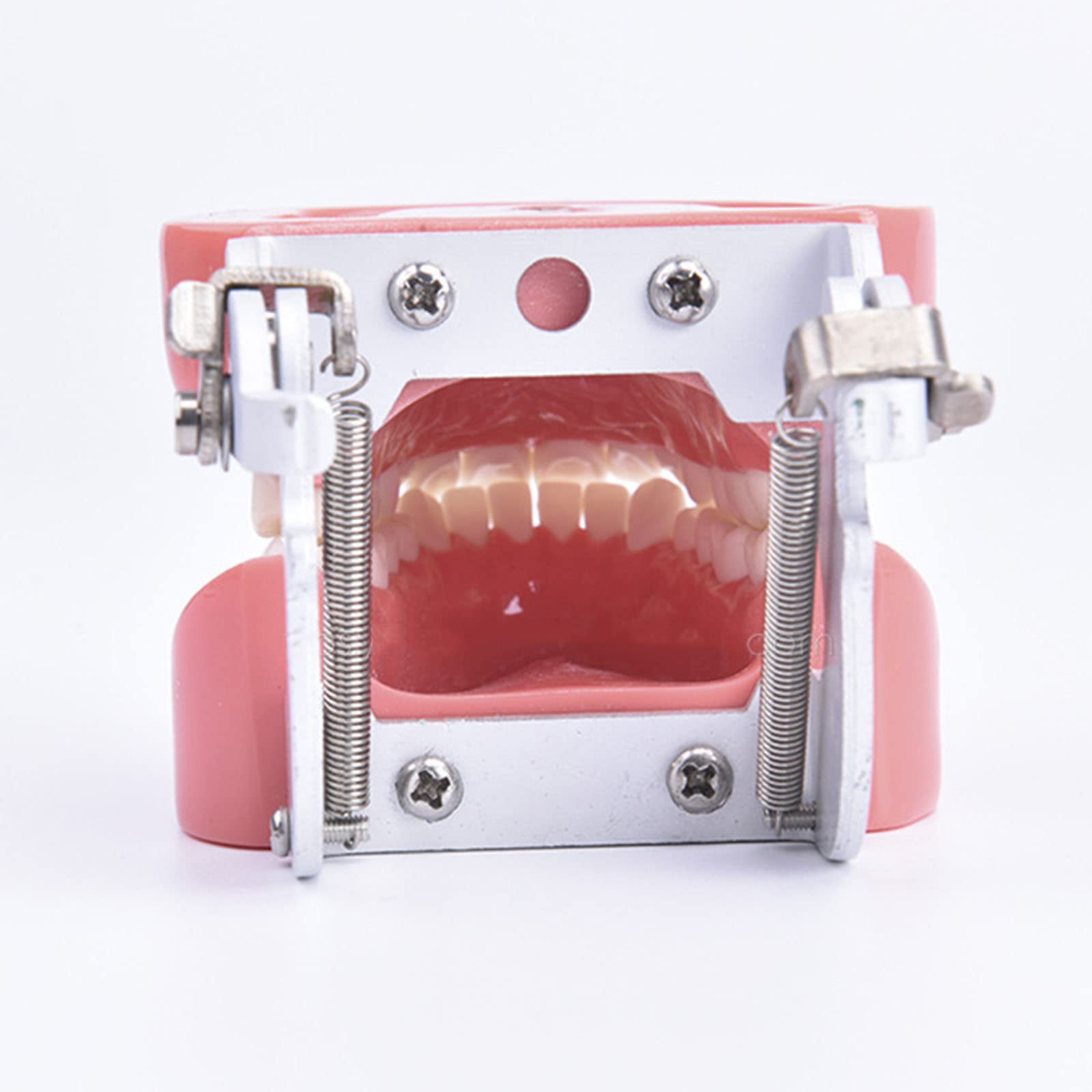 Modèles et Moyens d'enseignement Médical，Squelette Anatomique， Modèle de Dents Modèle de dent Dentaire pour Enfant avec 28 Dents Amovibles et gencives Souples M