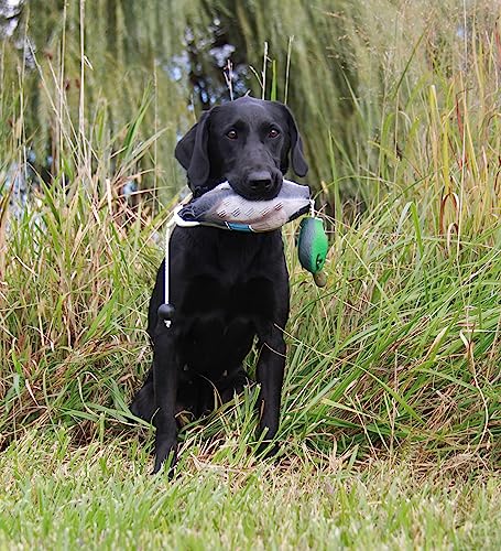 HuntEmUp Ultimate Waterfowl Dog Training Scent - Waterfowl Scent for Dog Training Duck Goose Dog Training Scent