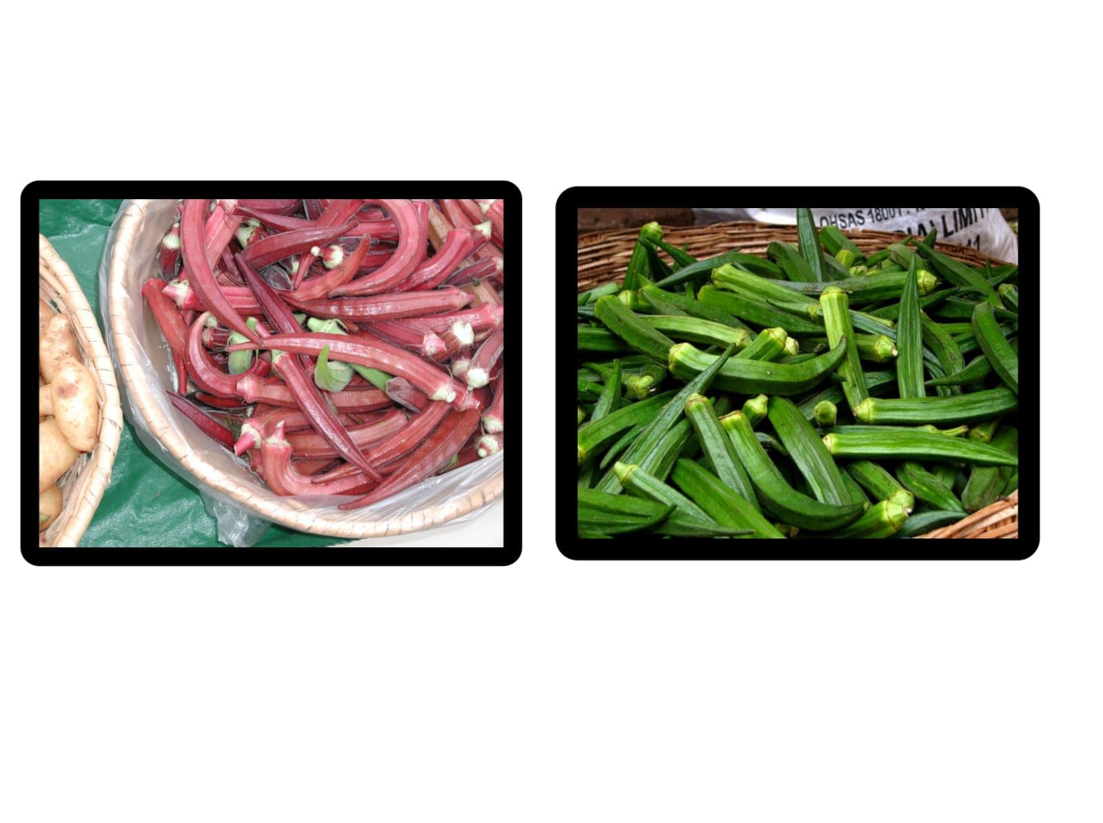 ASPEN® Combo Green Okra/Green Bhindi Seeds and Rare Variety Red Okra/Red Bhindi Seeds (Pack of Each 60 Seeds) (LIVE Plant-149_Baz)-image-15