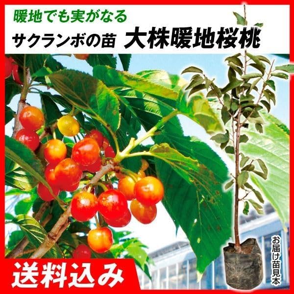 Amazon.co.jp: 大株サクランボ苗 大株暖地桜桃 接木3～4年生21㎝根 