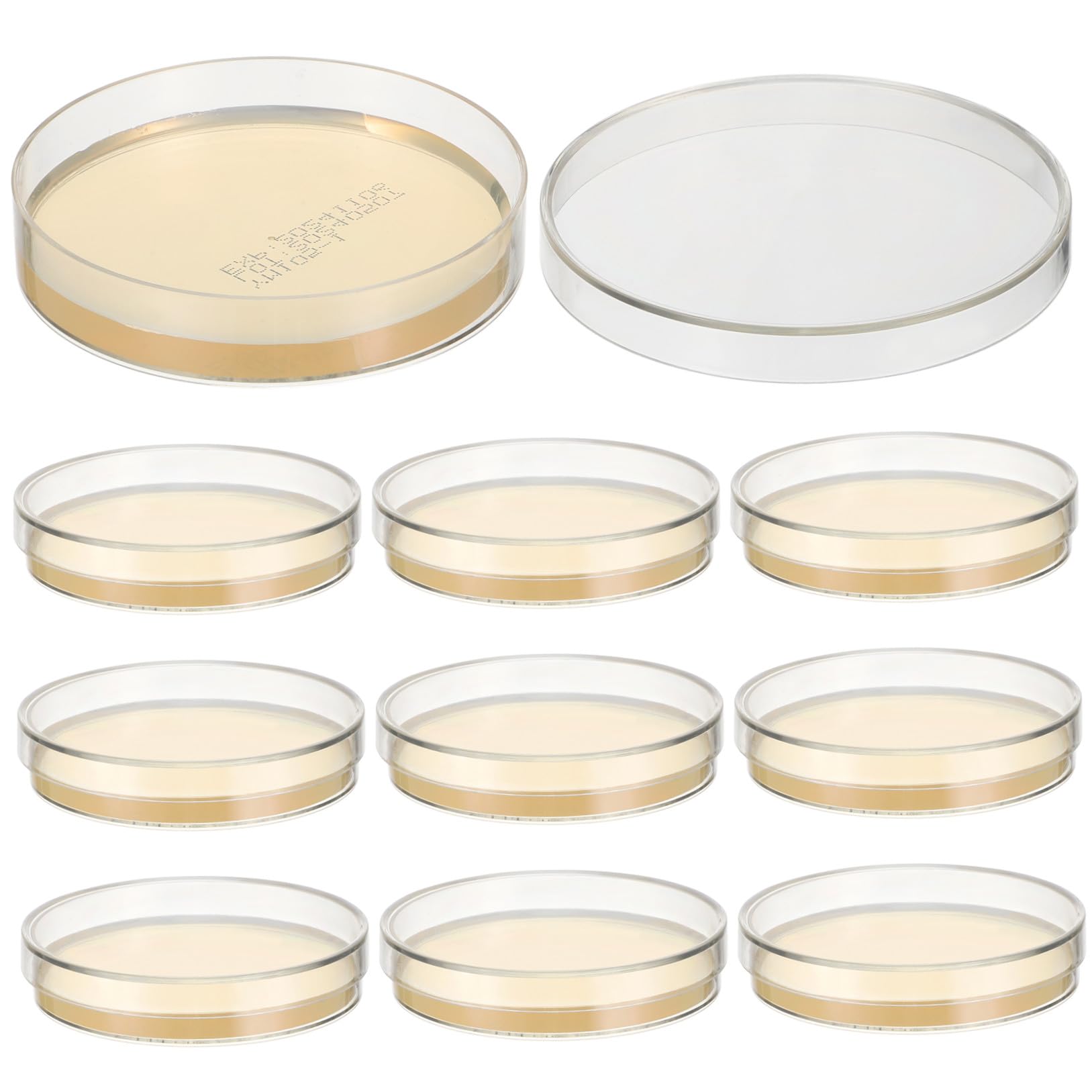 Piastre Petri con Agar Pronte All'uso, 10 Pezzi, Spessore Professionale e Sicuro, per Lezione di Scienze e Stem, per Studenti