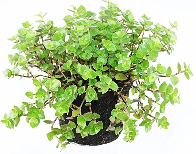 See full amazon price history chart for EverSneh Turtle Vine | Hanging Plant Evergreen Plant Callisia repens Curtain Creeper Exotic String Plant Plant for Garden Balcony EverSneh Turtle Vine | Hanging Plant Evergreen Plant Callisia repens Curtain Creeper Exotic String Plant Plant for Garden Balcony (B0BBCPGDTJ) Amazon Price History, Amazon Price Tracker