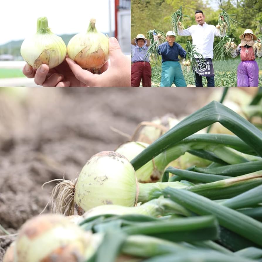 大きめ　玉ねぎ　10キロ　10 玉ねぎ 10kg 訳あり たまねぎ 淡路島 大玉 玉葱 今井ファーム