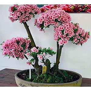15 Semi giapponese di fioritura Fiore di ciliegio bonsai, esotico rare semi Sakura bonsai