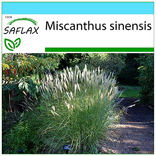 SAFLAX - Confezione regalo - Erba elefantina - 200 semi - Miscanthus sinensis
